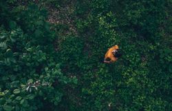Umgeben von üppigem Grün und dem sanften Rascheln der Blätter, lädt der Wald zu einer erholsamen Auszeit ein. Die harmonische Verbindung von Natur und Stille schafft einen perfekten Ort für Waldbaden und innere Ruhe.