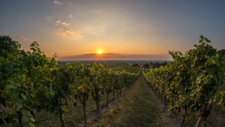 Blick über den Weingarten, © Schlager
