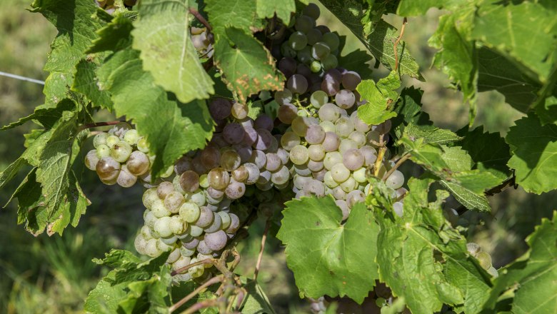 Grape variety, © Studeny