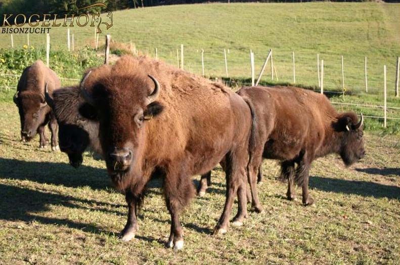 Eine Gruppe von Bisons auf einer Weide mit grünem Hintergrund und einem Zaun.
