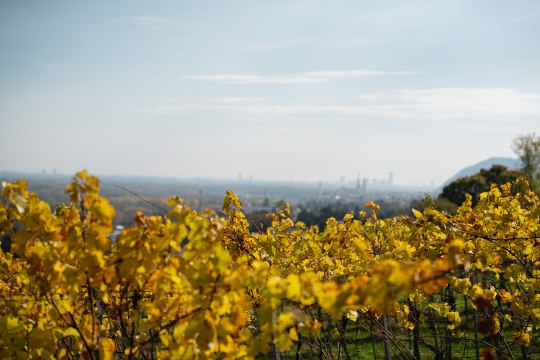 Weingarten mit Ausblick, © Unleashed.at
