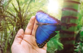 Schmetterlinge bestaunen, © Dumba Park_Kopp