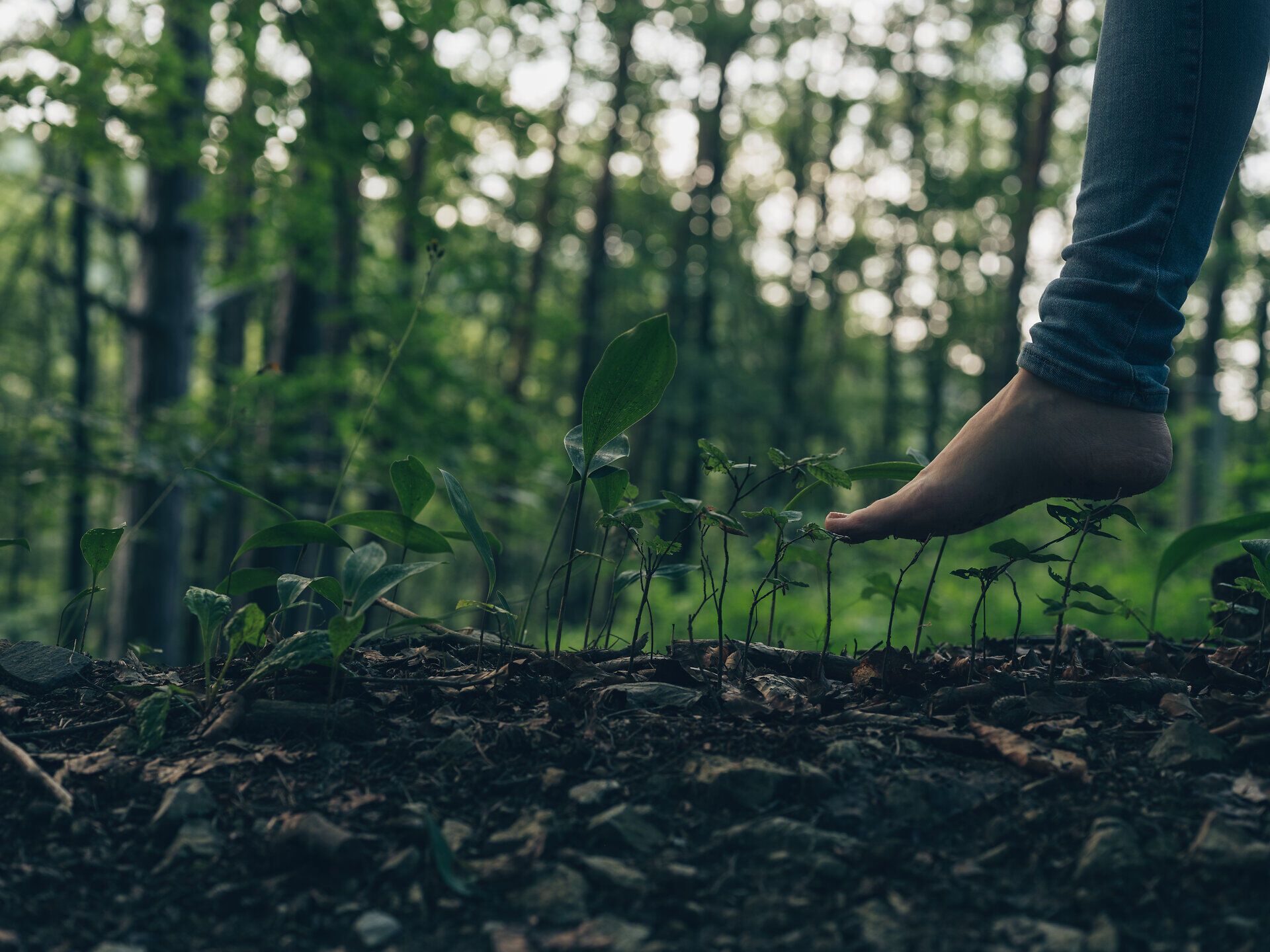 Sanfte Schritte auf dem weichen Waldboden laden dazu ein, die Ruhe und Frische der Natur zu genießen. Umgeben von zarten Pflanzen, die sich dem Licht entgegenstrecken, wird jeder Atemzug zu einem Erlebnis der Achtsamkeit. Hier im Wienerwald verschmelzen Mensch und Natur zu einem harmonischen Ganzen.