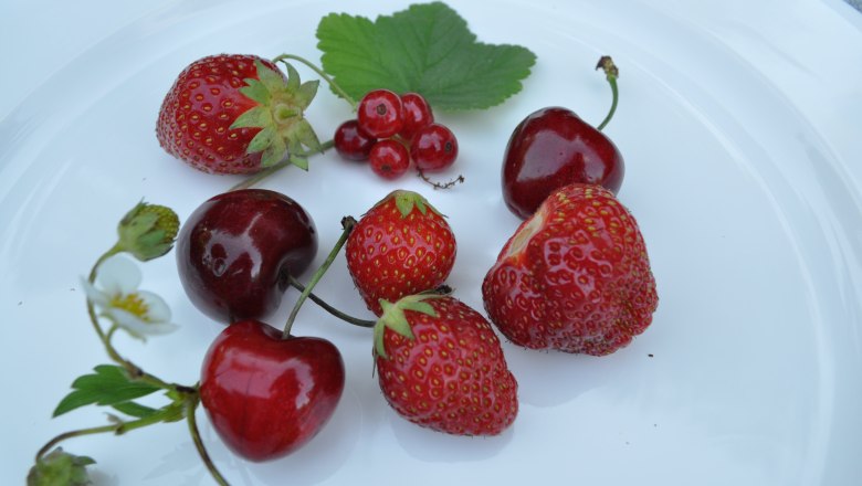 Beeren, © Wienerwald Tourismus