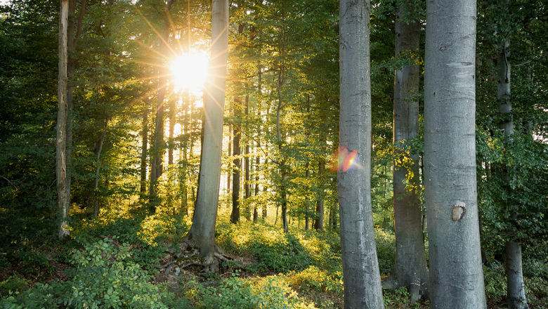 Die wohltuende Wirkung des Waldes erfahren, © Wienerwald Tourismus/Viktoria Hartmann