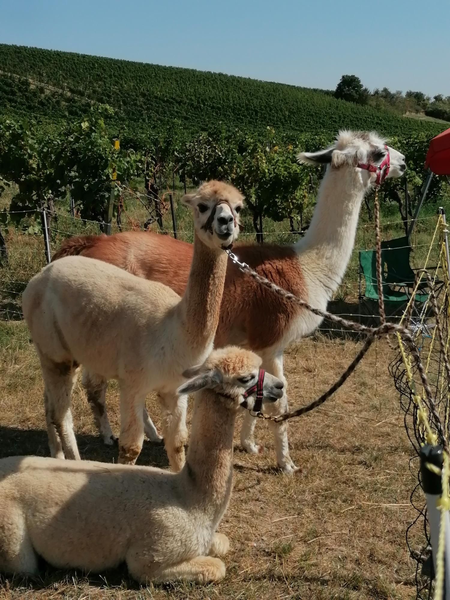 Lamas und Alpakas im Weingarten bei Sonnenschein bei der Genussmeile Thermenregion Wienerwald.