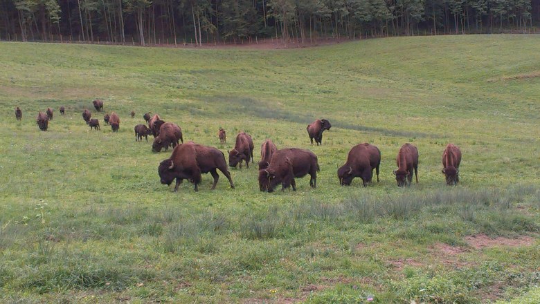 Eine Herde Bisons grast auf einer grünen Wiese vor einem Wald.