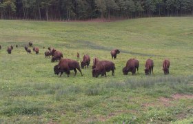 Eine Herde Bisons grast auf einer grünen Wiese vor einem Wald.
