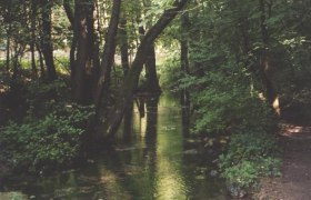 A small stream flows through a dense, green forest.