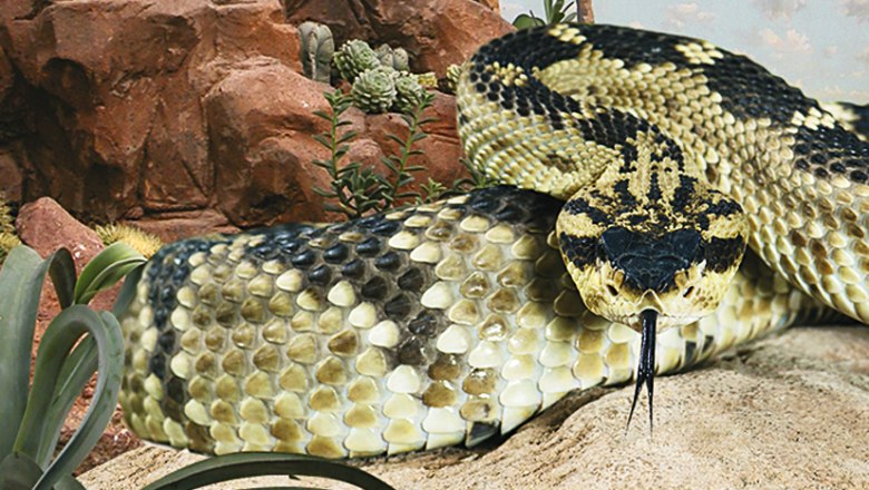 Eine große Schlange mit gemusterten Schuppen liegt auf sandigem Boden vor einer felsigen Kulisse.