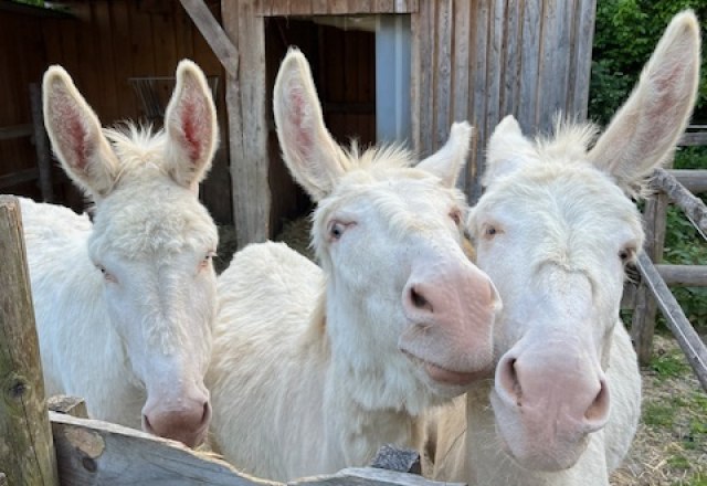 Baroque donkey, &copy; Martha Sprengnagel