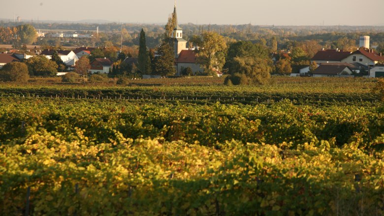 Weinberge in Sooß mit Kirche im Hintergrund bei Sonnenuntergang.