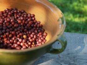 Elsbeeren, &copy; Wienerwald