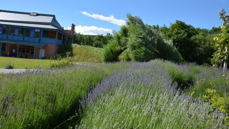 A building next to a lavender field under a blue sky.