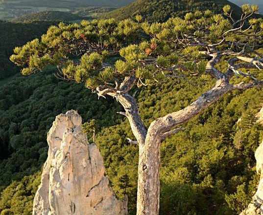 Peilstein, © Wienerwald Tourismus GmbH