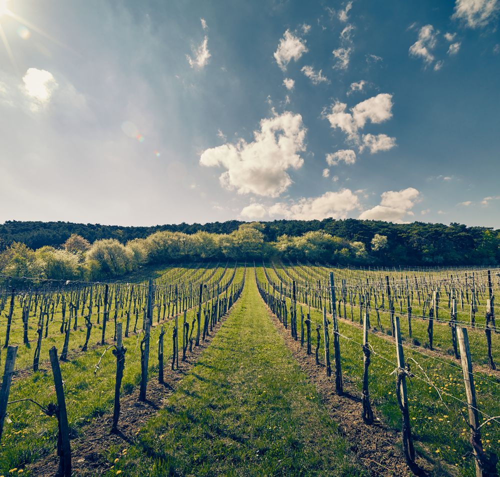 Im Frühling erblühen die Weinreben in voller Pracht und laden zu einem entspannenden Spaziergang durch die sanften Hügel ein. Die warmen Sonnenstrahlen und der Duft frischer Blüten schaffen eine einladende Atmosphäre, die zum Verweilen einlädt.