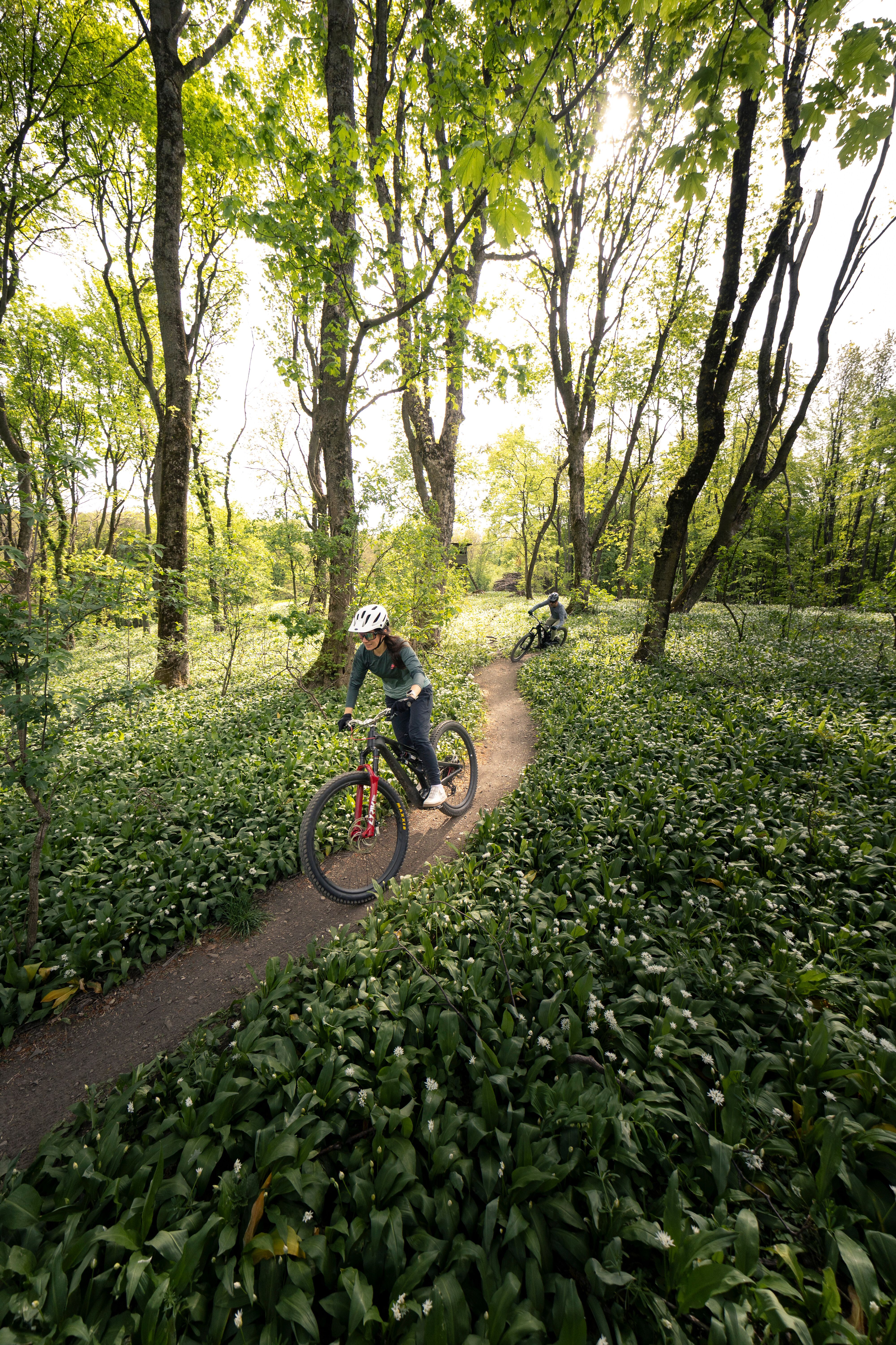 Eine Frau und ein Mann fahren mit dem Mountainbike einen Trail in der Mountainbike Area Wienerwald Nord bergab. Im Hintergrund erstreckt sich der grüne Wienerwald, am Waldboden blüht weißer Bärlauch, der typischerweise von Ende März bis April in dieser Region zu sehen ist.