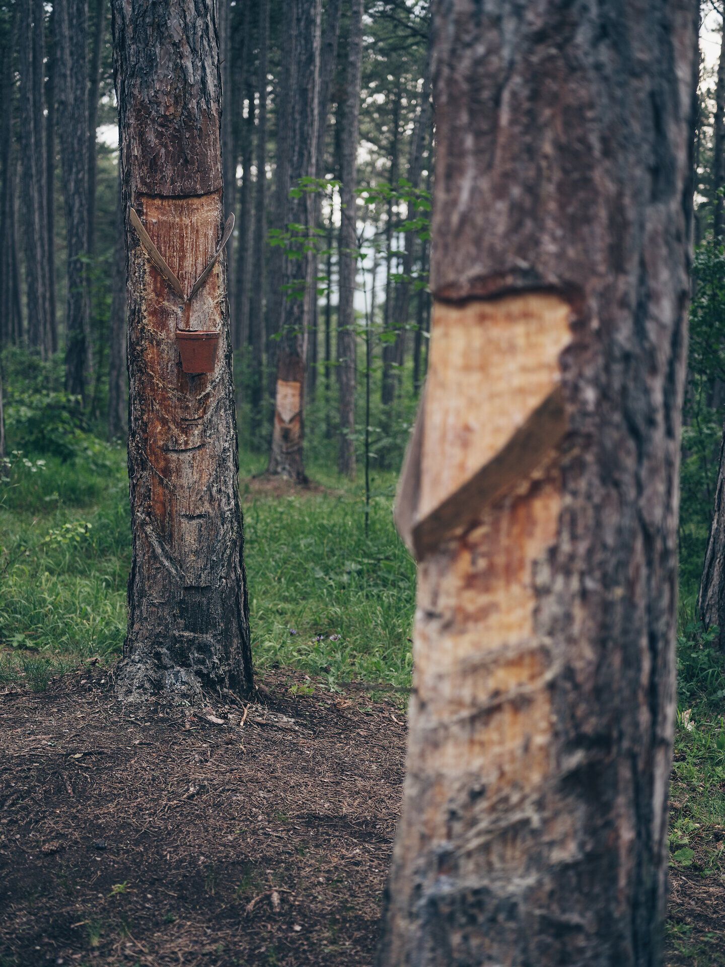 Der Pecherlehrpfad führt durch eine zauberhafte Waldlandschaft, in der die majestätischen Schwarzföhren mit ihren markanten Rinden und dem süßlichen Duft des Föhrenharzes beeindrucken. Hier wird die alte Tradition der Pechgewinnung lebendig, während die sanften Lichtspiele zwischen den Bäumen eine friedliche Atmosphäre schaffen.