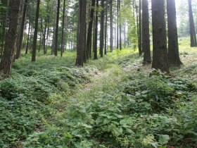 Wald bei Gschaid, © Wienerwald