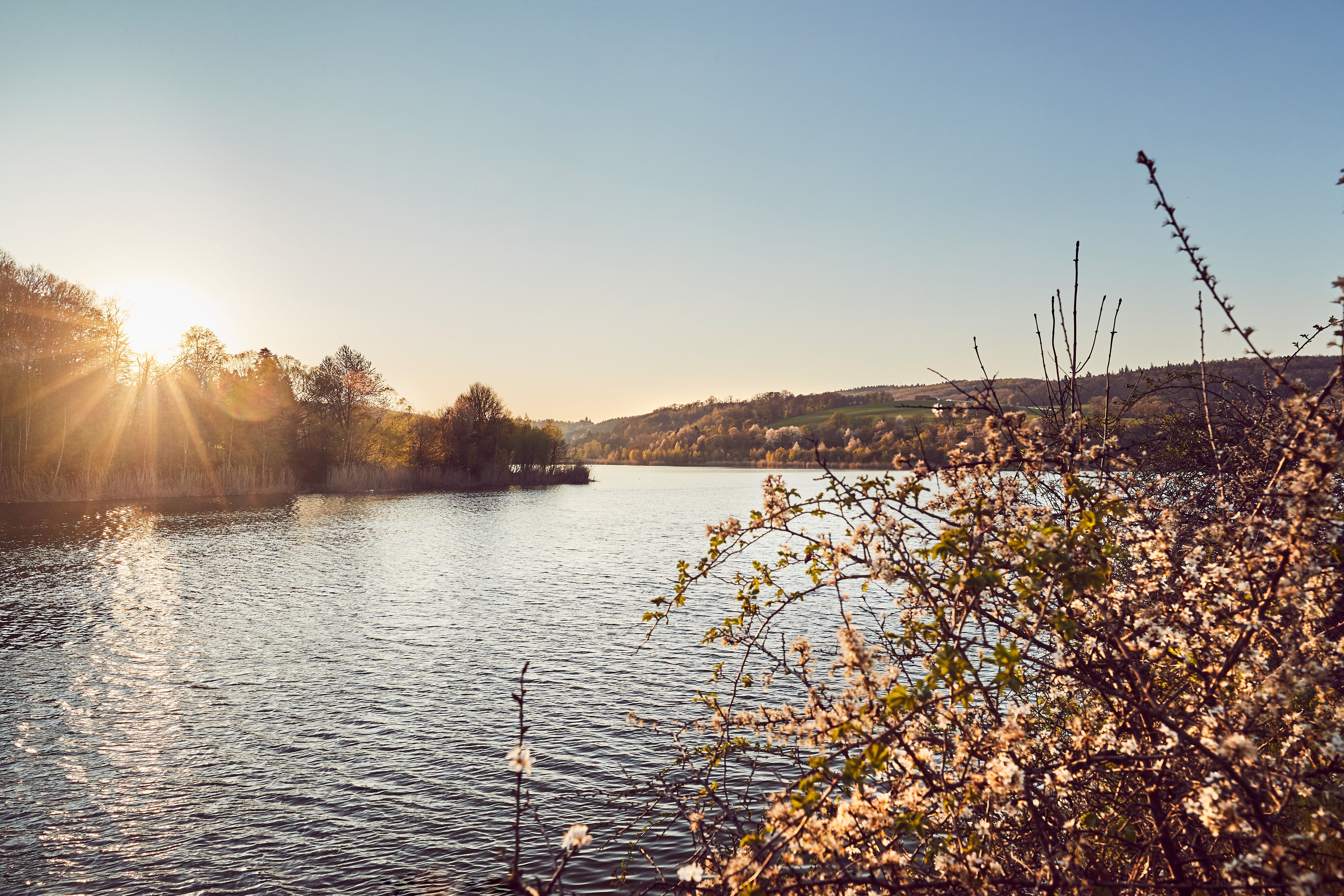 Die sanften Wellen des Sees spiegeln das goldene Licht der untergehenden Sonne wider, während die zarten Blüten am Ufer eine friedliche Atmosphäre schaffen. Hier, umgeben von der malerischen Natur des Wienerwaldes, lädt die idyllische Landschaft dazu ein, die Seele baumeln zu lassen und die Schönheit des Augenblicks zu genießen.