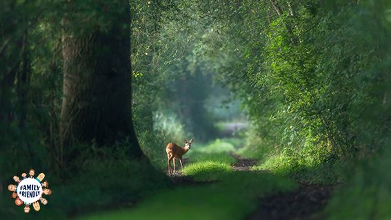 family | Grüner Waldweg mit Reh im Hintergrund, das zurückblickt