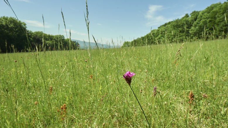 Dianawiese, &copy; Prendinger