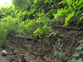 Weidenspreitanlage_Staudenknöterich, © Wienerwald Tourismus GmbH / P.Lechner