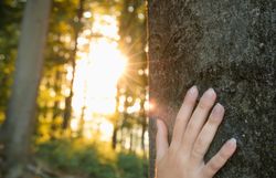 Sanfte Sonnenstrahlen durchdringen das dichte Blätterdach und tauchen den Wald in ein warmes Licht. Eine ruhige Atmosphäre umgibt die Szenerie, während die Hand sanft den rauen Baumstamm berührt und die Verbundenheit zur Natur spürbar wird.