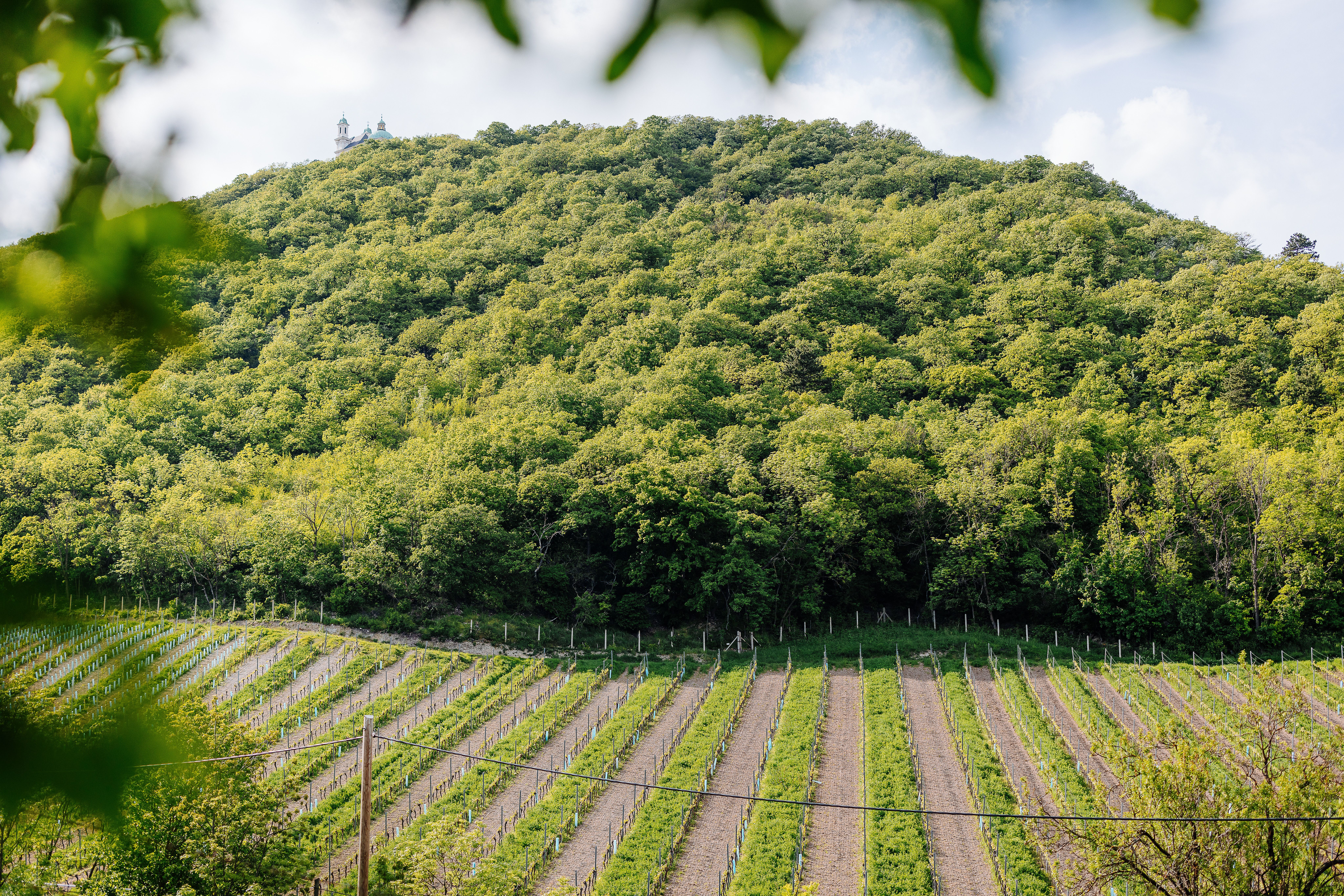 Sanfte Hügel und üppige Weinreben erstrecken sich bis zum Horizont, während die Sonne sanft über die Landschaft strahlt. Die frische Luft und der Duft von blühenden Pflanzen laden zu einem entspannenden Spaziergang ein, ideal für Genießer und Naturliebhaber.