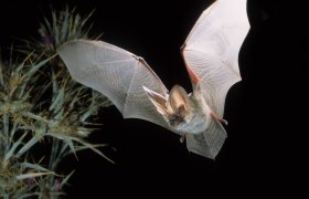 Graues Langohr, © oebf/Dietmar Nill