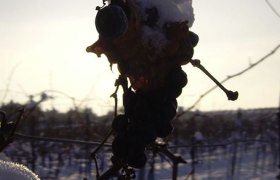 Grapes - Snow, &copy; Ramberger