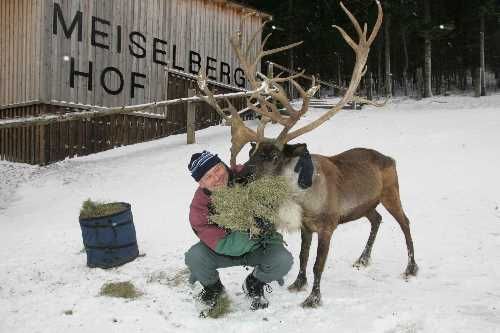 Person füttert Rentier mit Heu im Schnee vor einem Gebäude mit der Aufschrift 'Meiselberghof'.