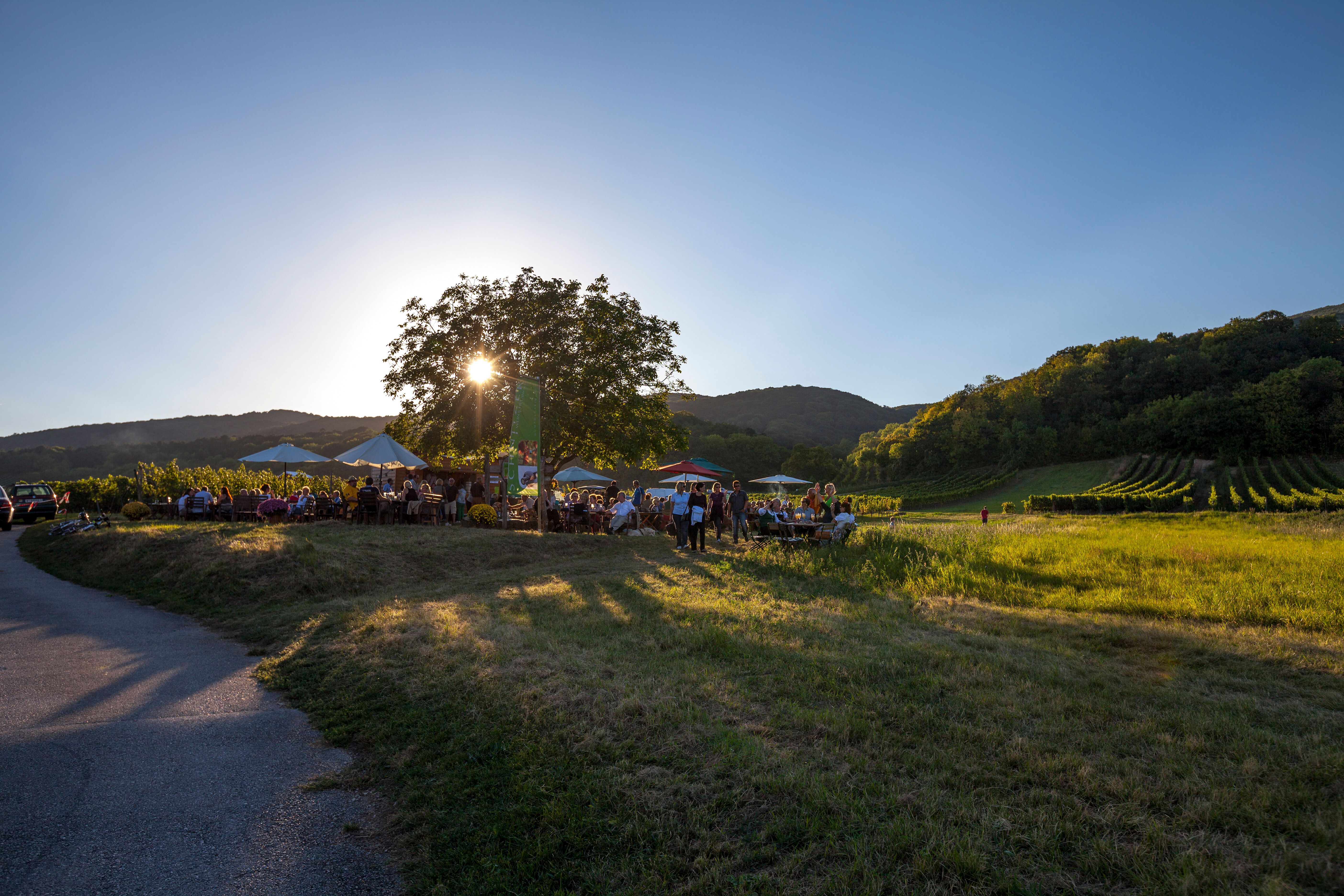 Ein malerischer Sonnenuntergang taucht die Genussmeile in warmes Licht, während fröhliche Gruppen an Tischen sitzen und die köstlichen regionalen Spezialitäten genießen. Die sanften Hügel im Hintergrund und die üppigen Weinreben schaffen eine einladende Atmosphäre, die zum Verweilen einlädt.