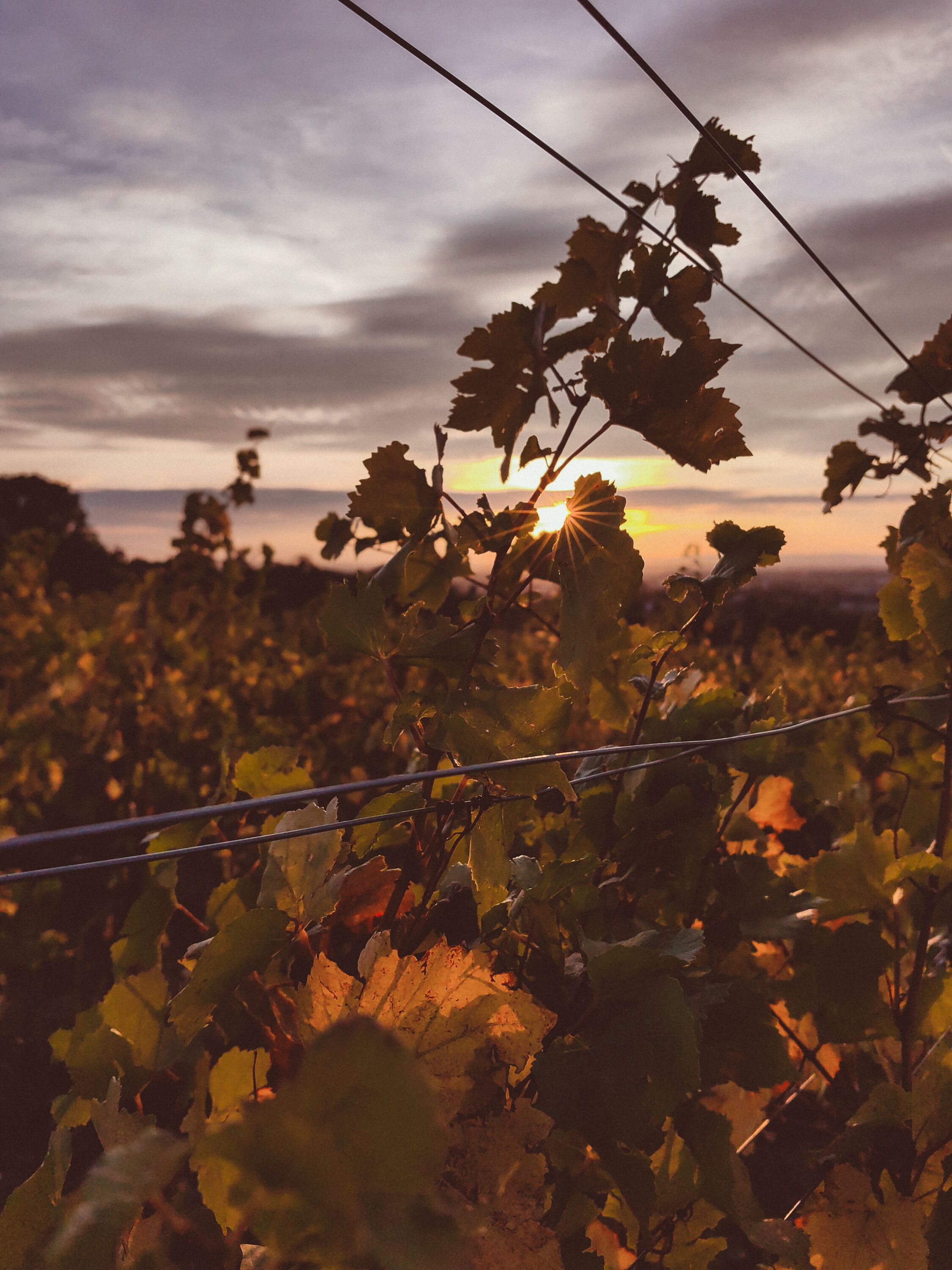 Die sanften Hügel der Weinberge erstrahlen im warmen Licht der aufgehenden Sonne, während die Reben sanft im Morgenwind wiegen. Ein idyllischer Ort, der die Seele beruhigt und zum Verweilen einlädt.