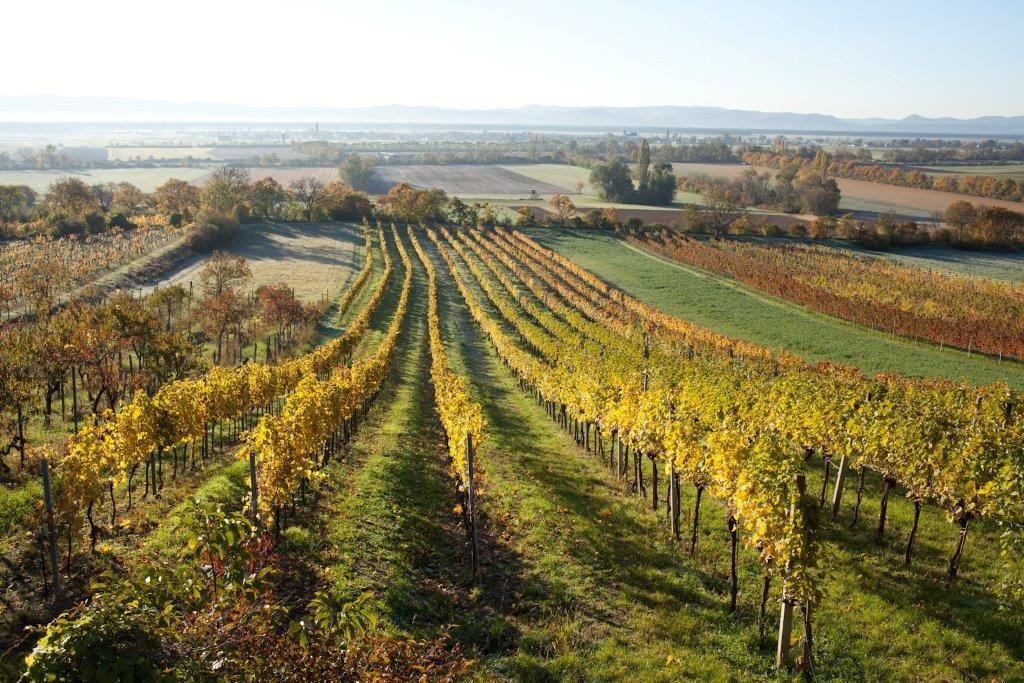 Weinberge in Bad Fischau Brunn im Herbst mit buntem Laub.