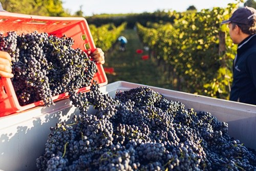 Weinlese Thallern, © Lukas Straka 