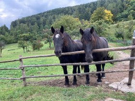 Pferde, © Wienerwald