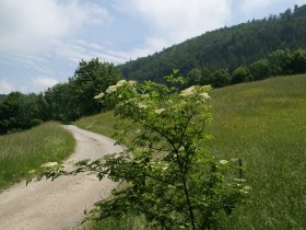 Elsbeerweg zur Gföhlberghütte, © wf-Fotos: weinfranz.at