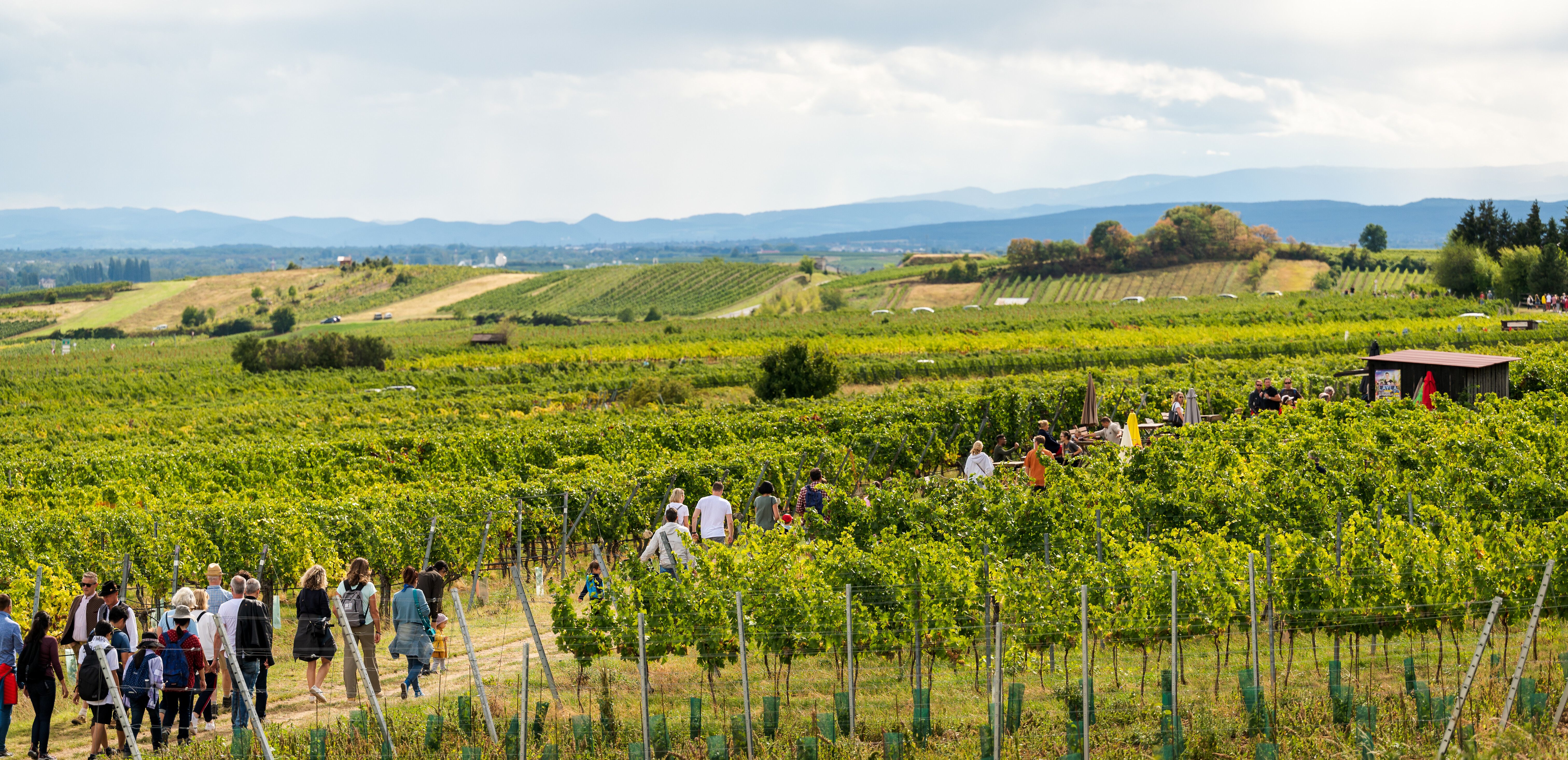 Inmitten der sanften Hügel erstrecken sich die Weinreben, die in der warmen Sonne leuchten. Eine Gruppe von Wanderern genießt die frische Luft und die atemberaubende Aussicht auf die malerische Landschaft. Hier wird der Genuss von Wein und Natur zu einem unvergesslichen Erlebnis.