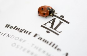 A ladybug sits on a sheet of paper with the inscription 'Weingut Familie Auer'.