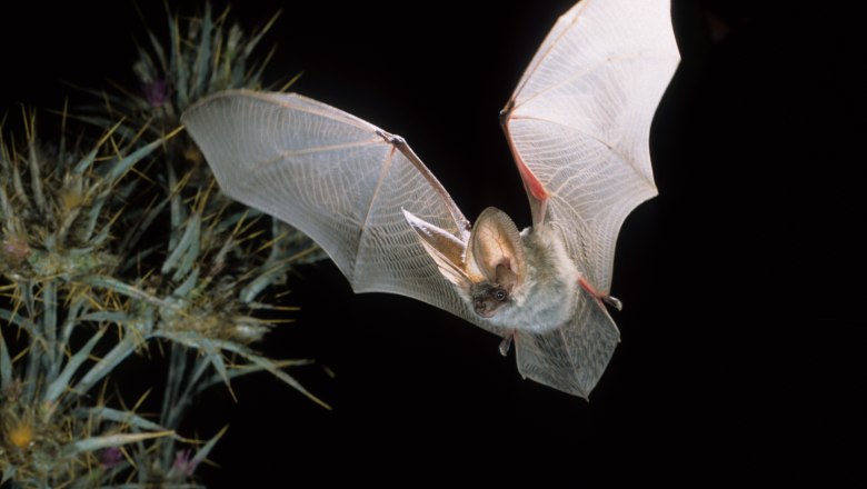 Graues Langohr, © oebf/Dietmar Nill