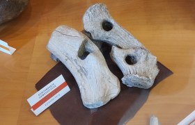 Werkzeug aus Geweih vom Kahlenberger im Musem M&ouml;dling, &copy; Jakob Maurer