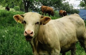 Tavern Reisberg_kuh, &copy; Mostheuriger Reisberg