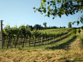 Traisentaler Weinlandschaften bei Würmla, © weinfranz.at