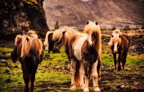 Islandgestüt Babenberg, © Islandgestüt Babenberg